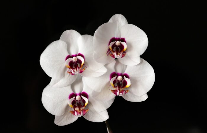 Comment_intégrer_des_plantes_exotiques_à_la_décoration_extérieure_de_votre_maison_?